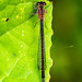 Damsel fly