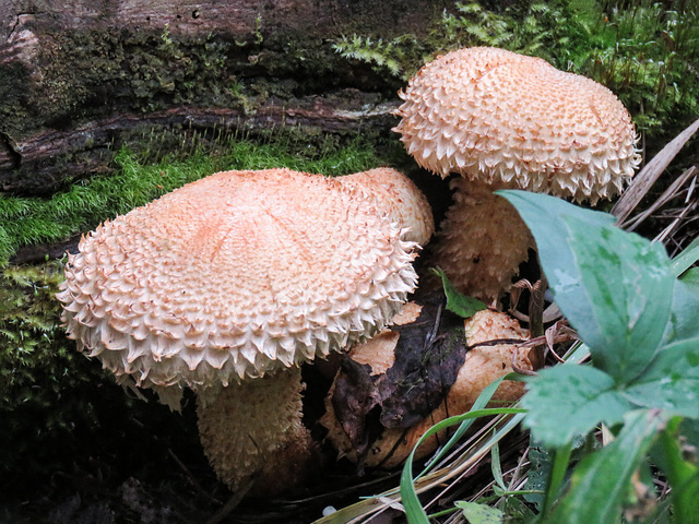 A sight for sore eyes, Pringle Mt - Pholiota squarrosa?