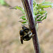 Abeille cotonnière...