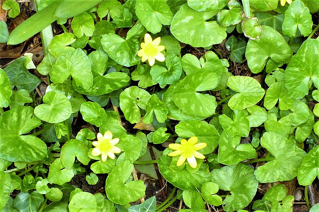 Lots of buttercups everywhere