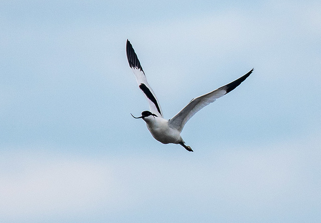 Avocet