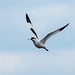 Avocet