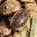 20221027 1904CPw [D~LIP] Mauerassel (Oniscus asellus), Fichtenzapfen, Bad Salzuflen