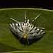 IMG 2931 Moth-1