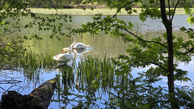Familie Schwan