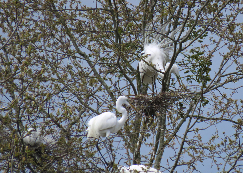 Great Egrets at their Nests