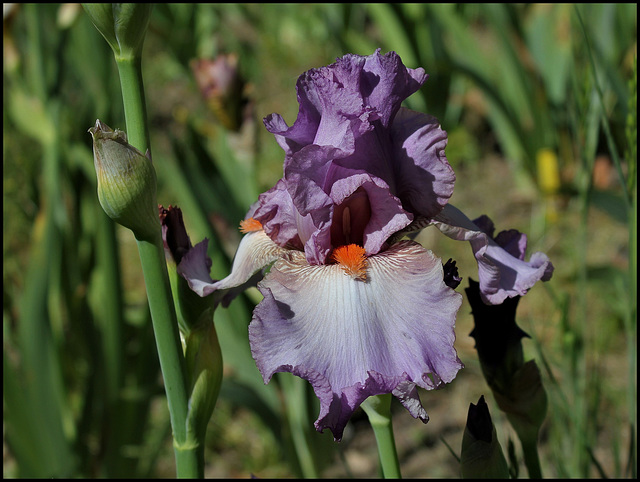 Iris Glory Bound  (1)