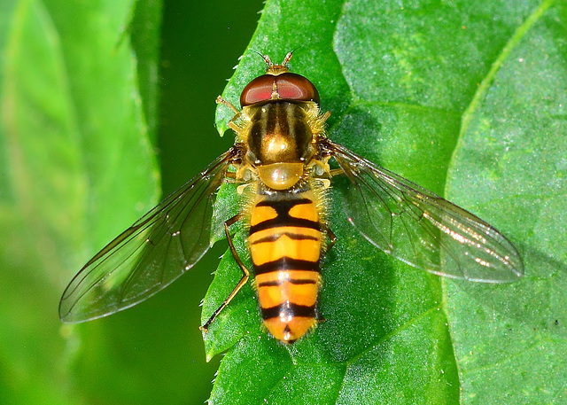 Hoverfly