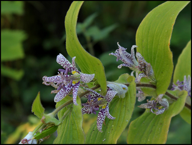 Tricyrtis hirta (2)