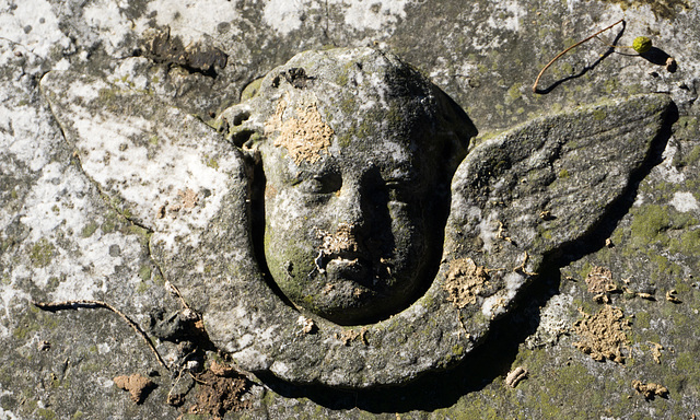 Putto head