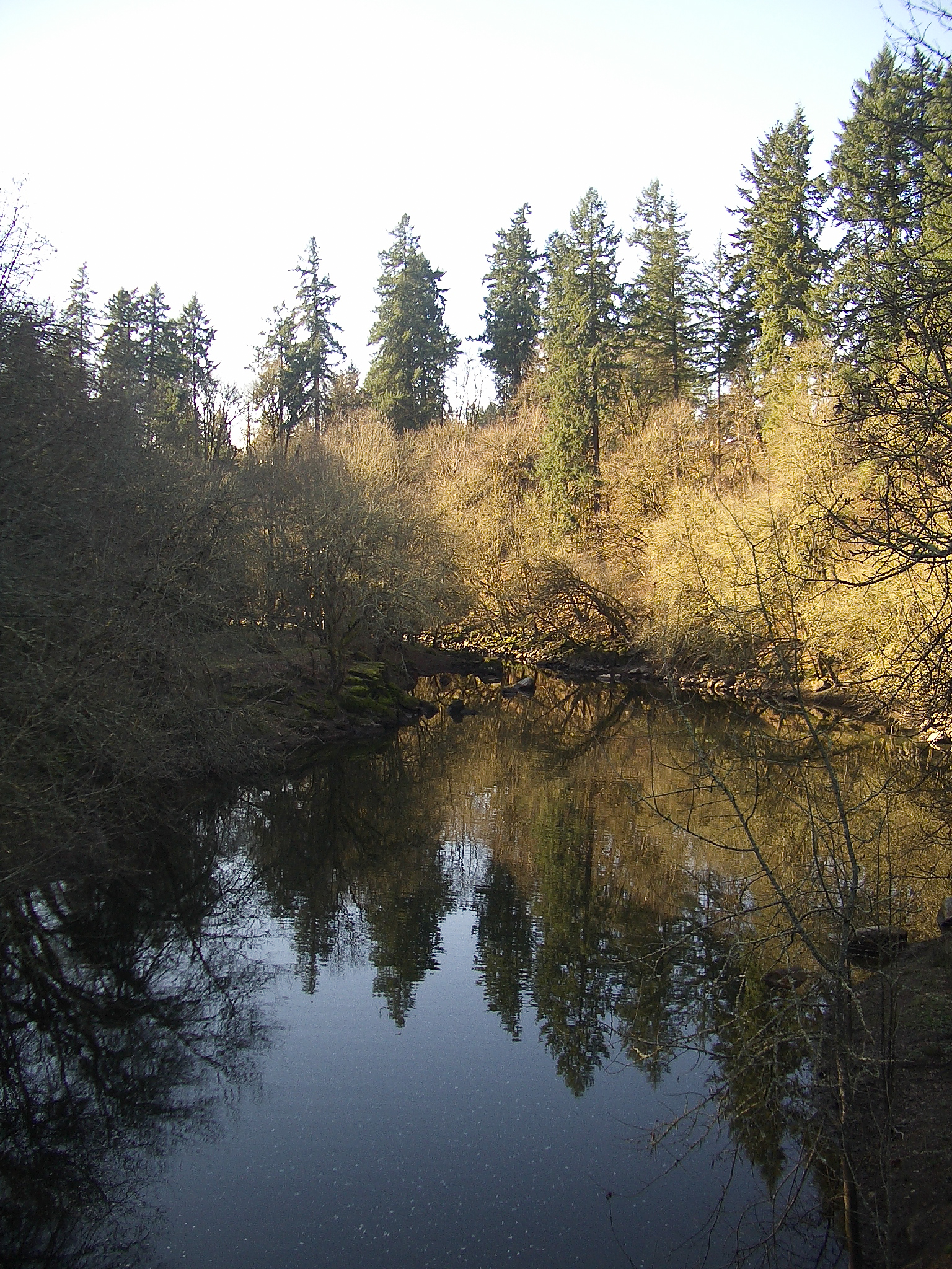 willamette tributary