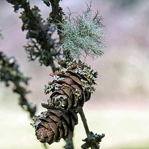 Fruticose lichen on Larch.  Usnea subfloridana.