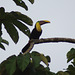 Yellow-throated or Chestnut-mandibled Toucan