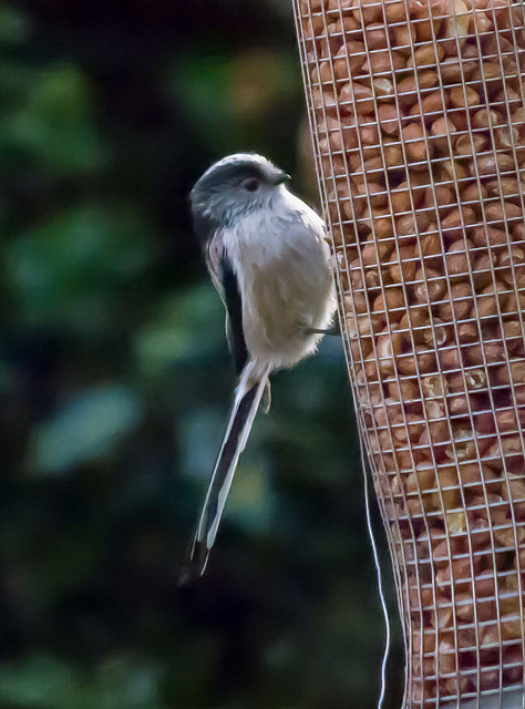 Long tailed tit