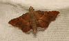 IMG 5369 Moth