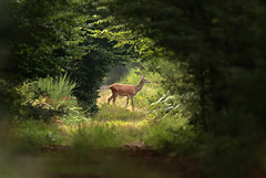 Au détour d'un chemin, apparition d'une biche dans le massif de Fontainebleau...