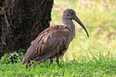 Hadada Ibis (Explored)