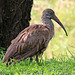 Hadada Ibis (Explored)