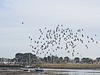 A flock of Pigeons