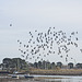 A flock of Pigeons