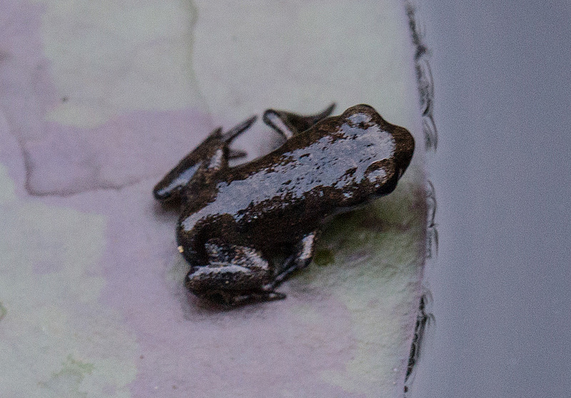 20160628 1944VRMw [D~LIP] Erdkröte (Bufo bufo), Bad Salzuflen