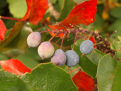 berries