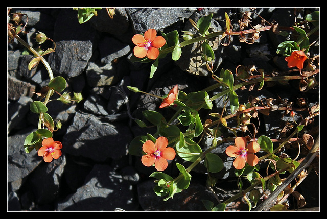 Anagallis arvensis - mouron rouge