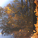 Autumn Reflections 4