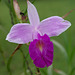 Bamboo Orchid