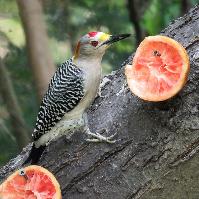 Day 6, Golden-fronted Woodpecker male