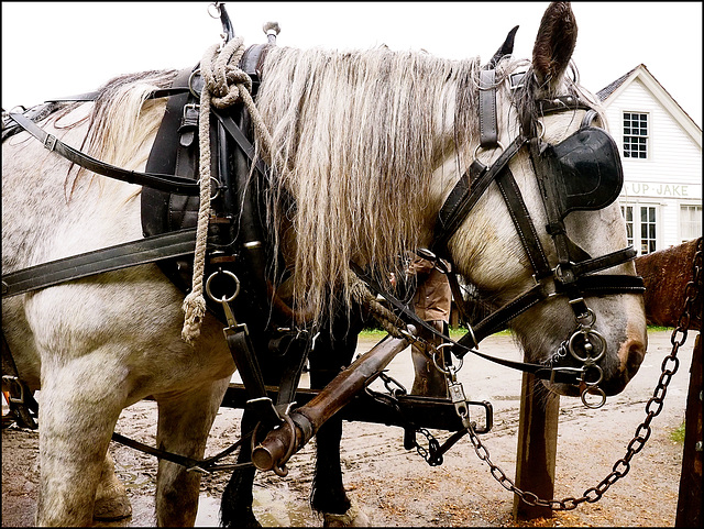 Barkerville horses.