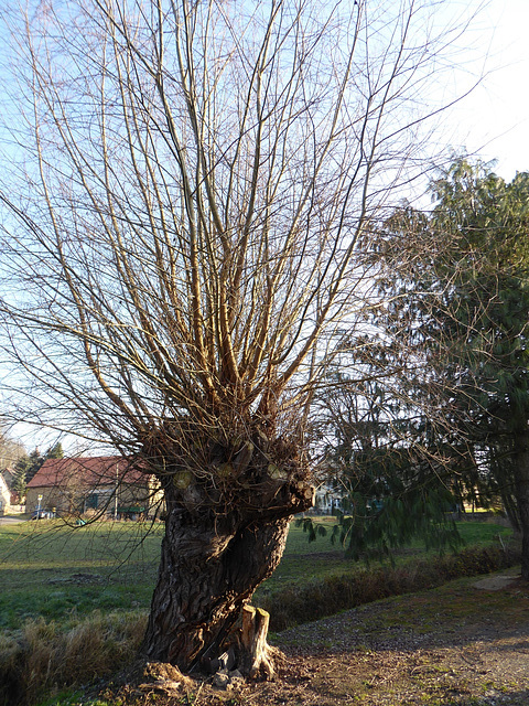 Willow Tree