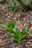 Cypripedium acaule (Pink Lady's-slipper orchid)