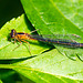 Damsel fly