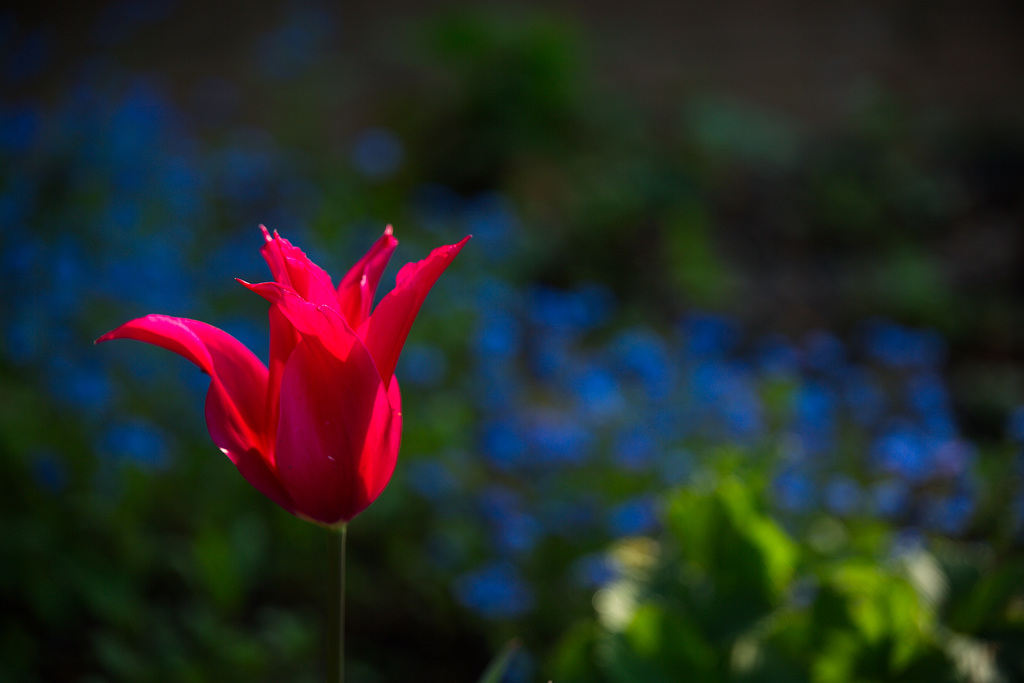 Tulpe vor Veronika