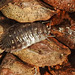 20221027 1906CPw [D~LIP] Mauerassel (Oniscus asellus), Fichtenzapfen, Bad Salzuflen