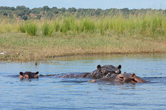 Botswana, A Family of Hippos Crosses the Chobe River