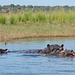 Botswana, A Family of Hippos Crosses the Chobe River