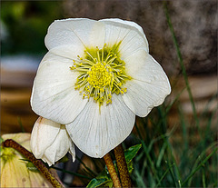 Christrose im Pflanzkorb