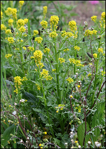 Barbarea vulgaris