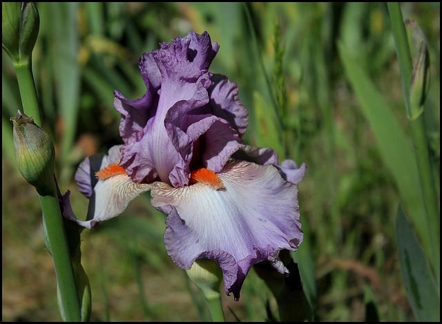 Iris Glory Bound  (3)