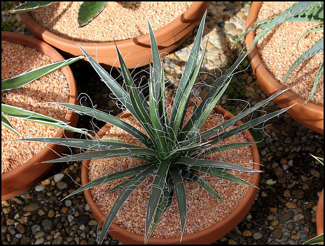 Agave filiformis