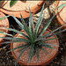 Agave filiformis