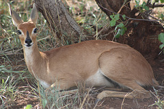 Steenbok