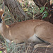 Steenbok