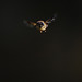 Hoverfly