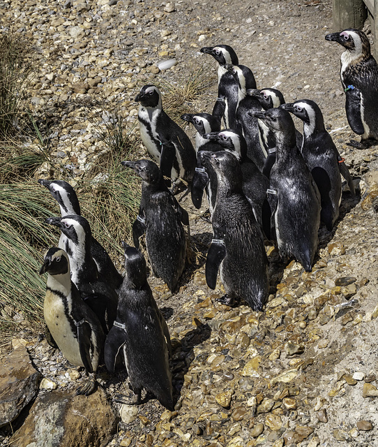 An audiance of Penguins