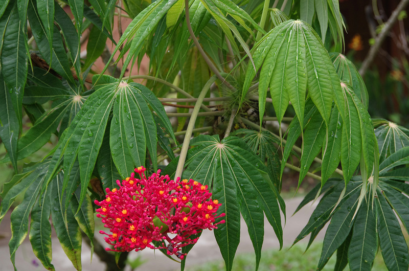 Coral Bush