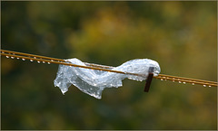 Plastic bag trying to dry after being washed