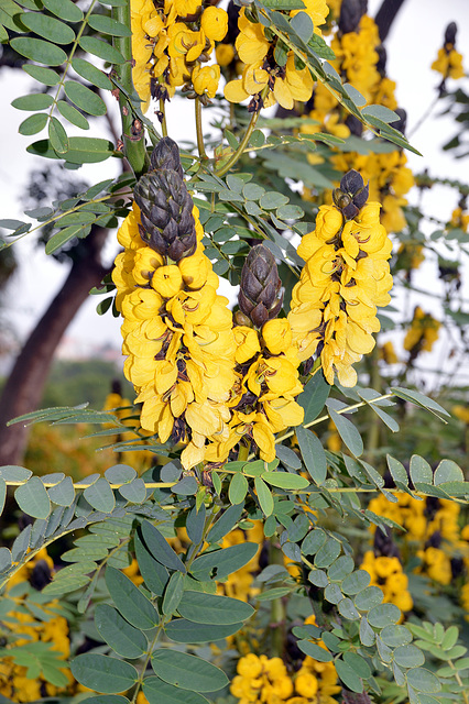 Geflügelte Senna